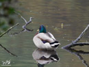Mallard Duck - Kaczka Krzyżówka